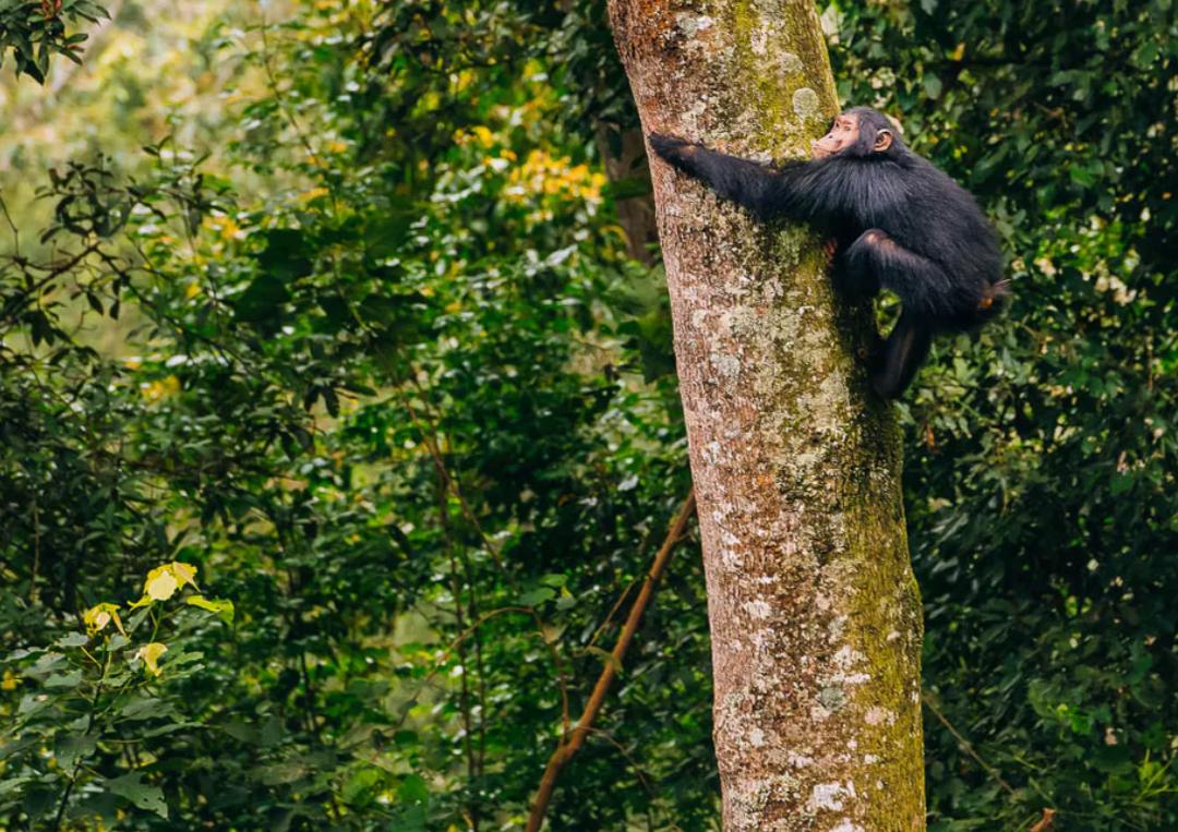 Chimpanzee tracking in Nyungwe