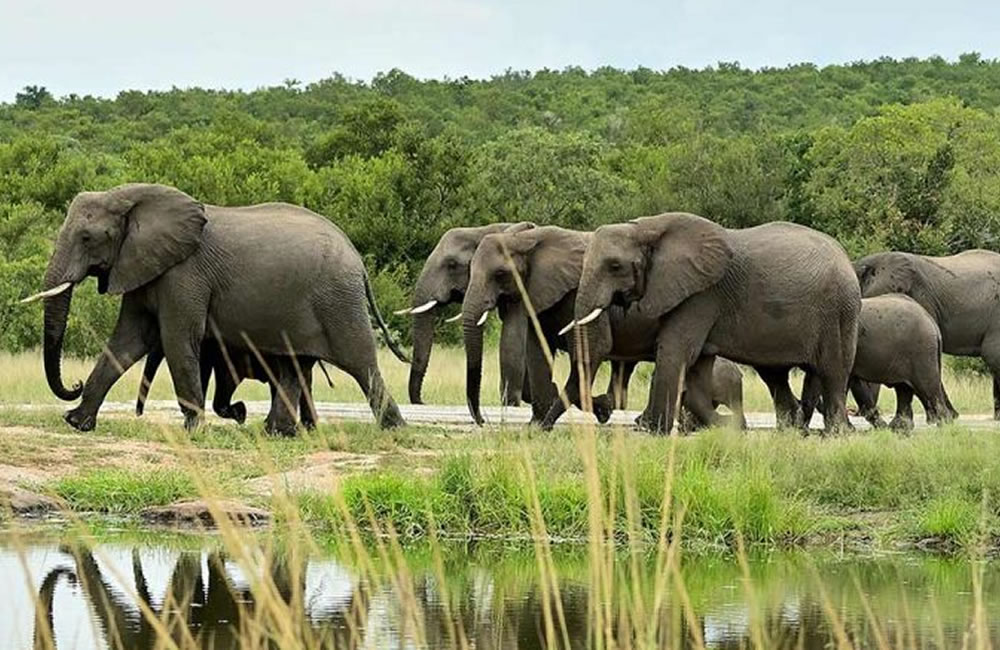 African Elephant Sighting