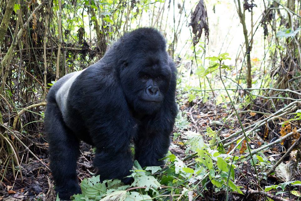 Congo Mountain Gorilla
