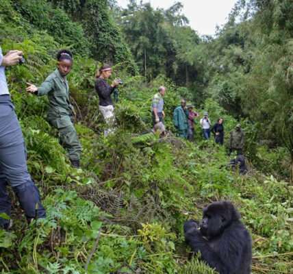 Gorilla Trekking in Uganda or Rwanda