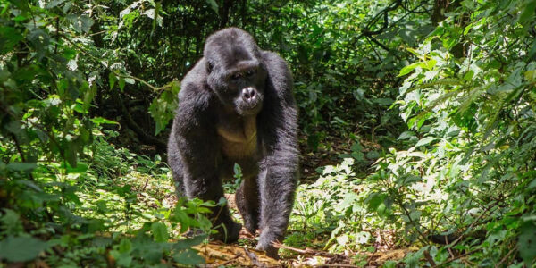 Rwanda Mountain Gorillas