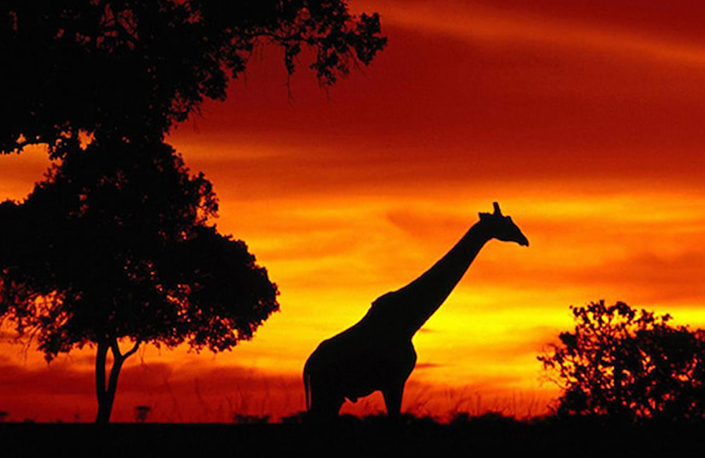 Sights and Sounds of Africa